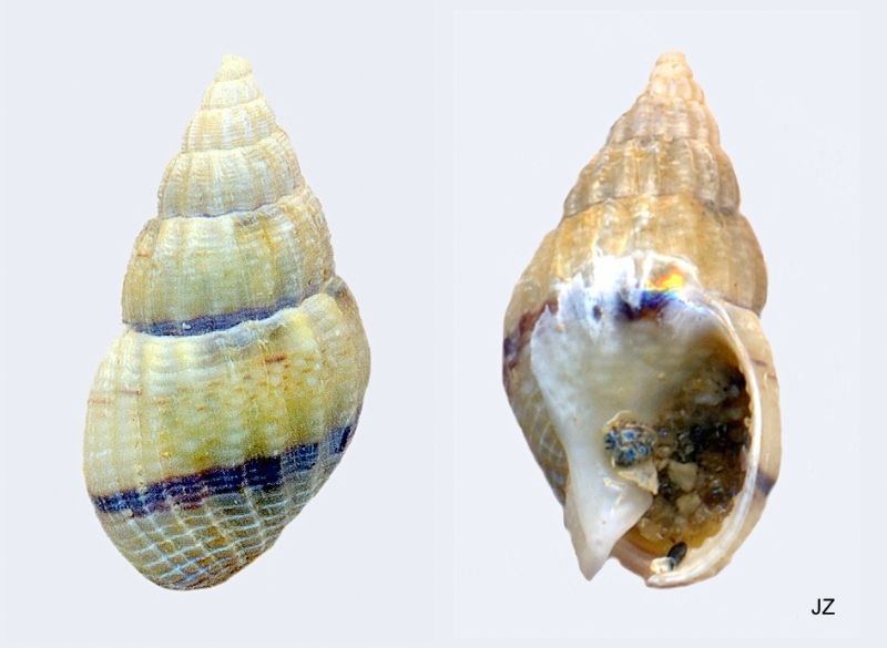 Nassarius